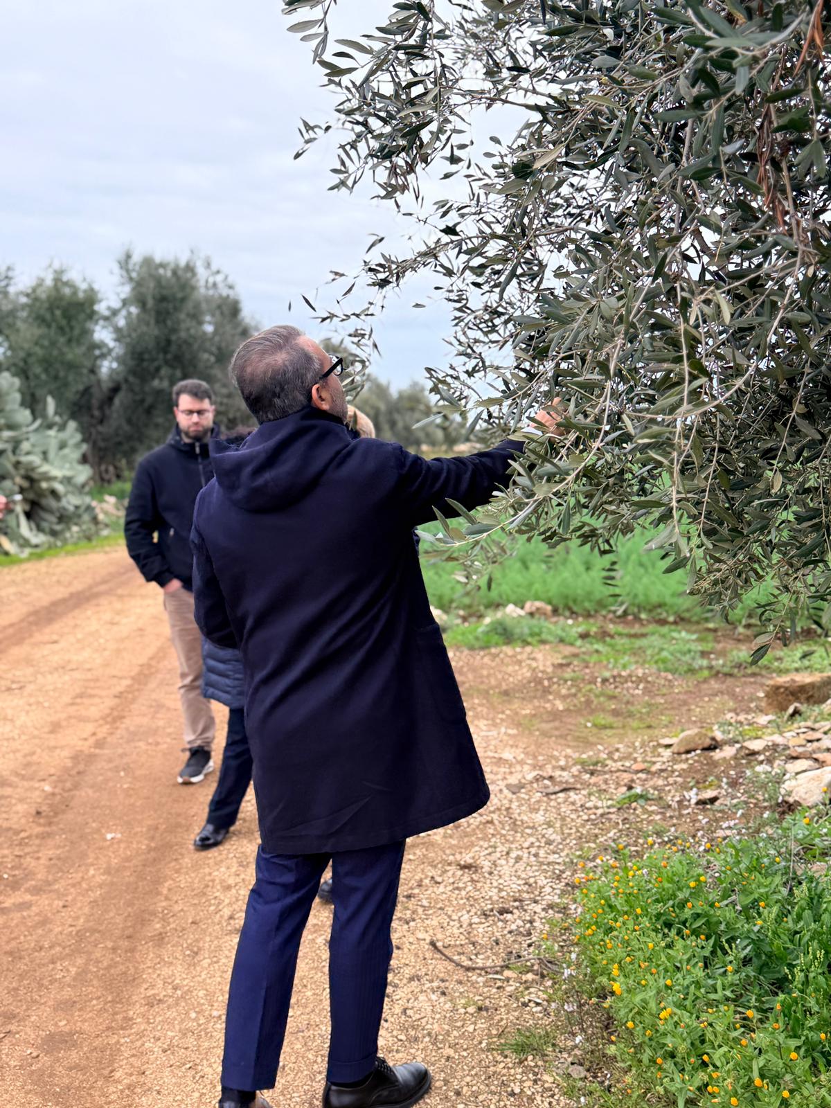 Galleria Xylella in agro di Bitonto, assessore Paolicelli: “Caso isolato, manteniamo alta l’attenzione