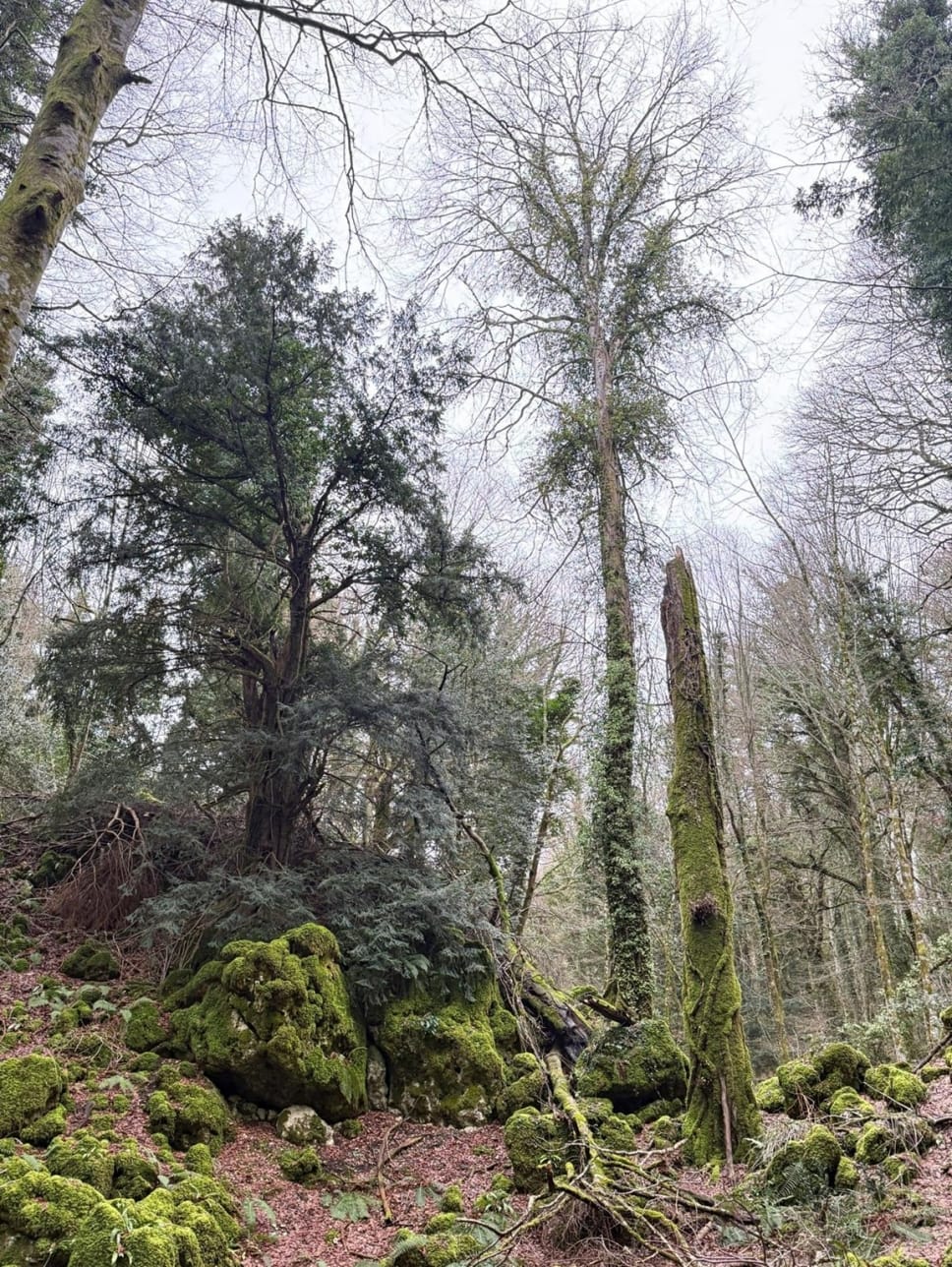 Galleria Foreste di Puglia: riconosciuto il Bosco vetusto “Falascone” e approvate le nuove linee guida per i vivai forestali - Diapositiva 2 di 10