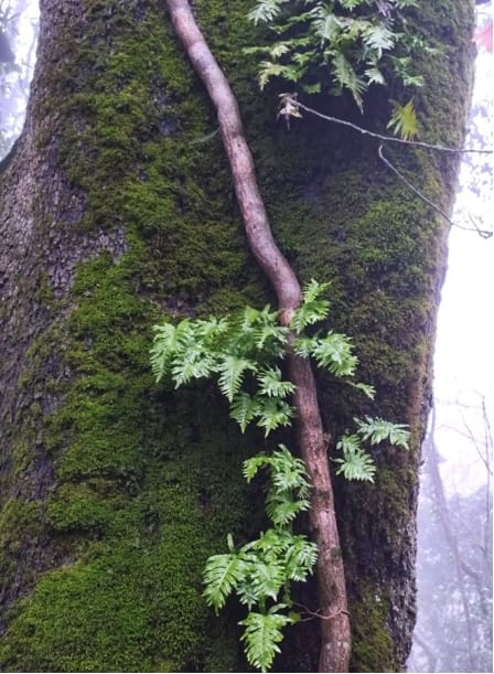 Galleria Foreste di Puglia: riconosciuto il Bosco vetusto “Falascone” e approvate le nuove linee guida per i vivai forestali - Diapositiva 4 di 10