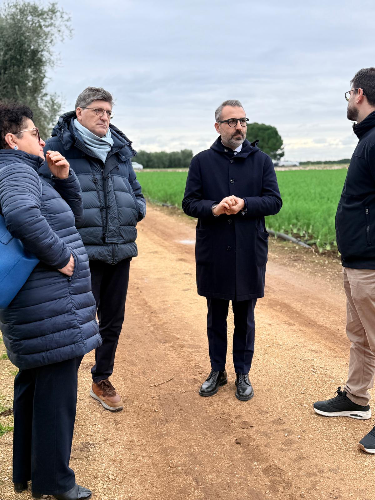 Galleria Xylella in agro di Bitonto, assessore Paolicelli: “Caso isolato, manteniamo alta l’attenzione